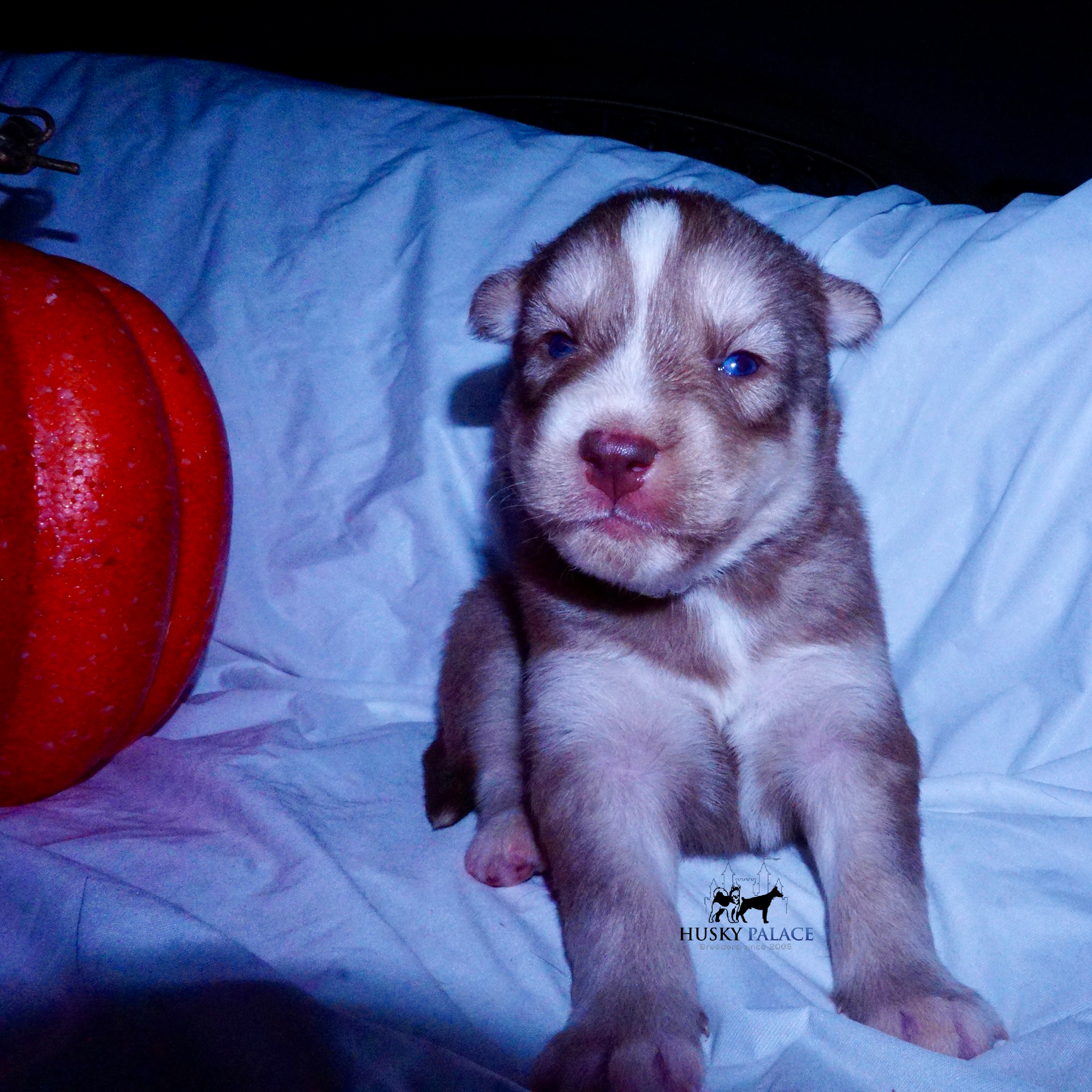 Red Female Husky greer