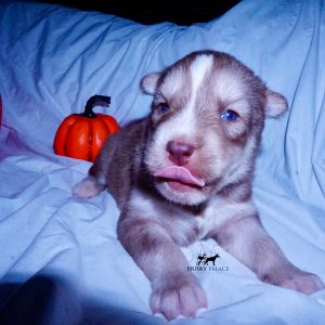 Siberian Husky Puppies For Sale