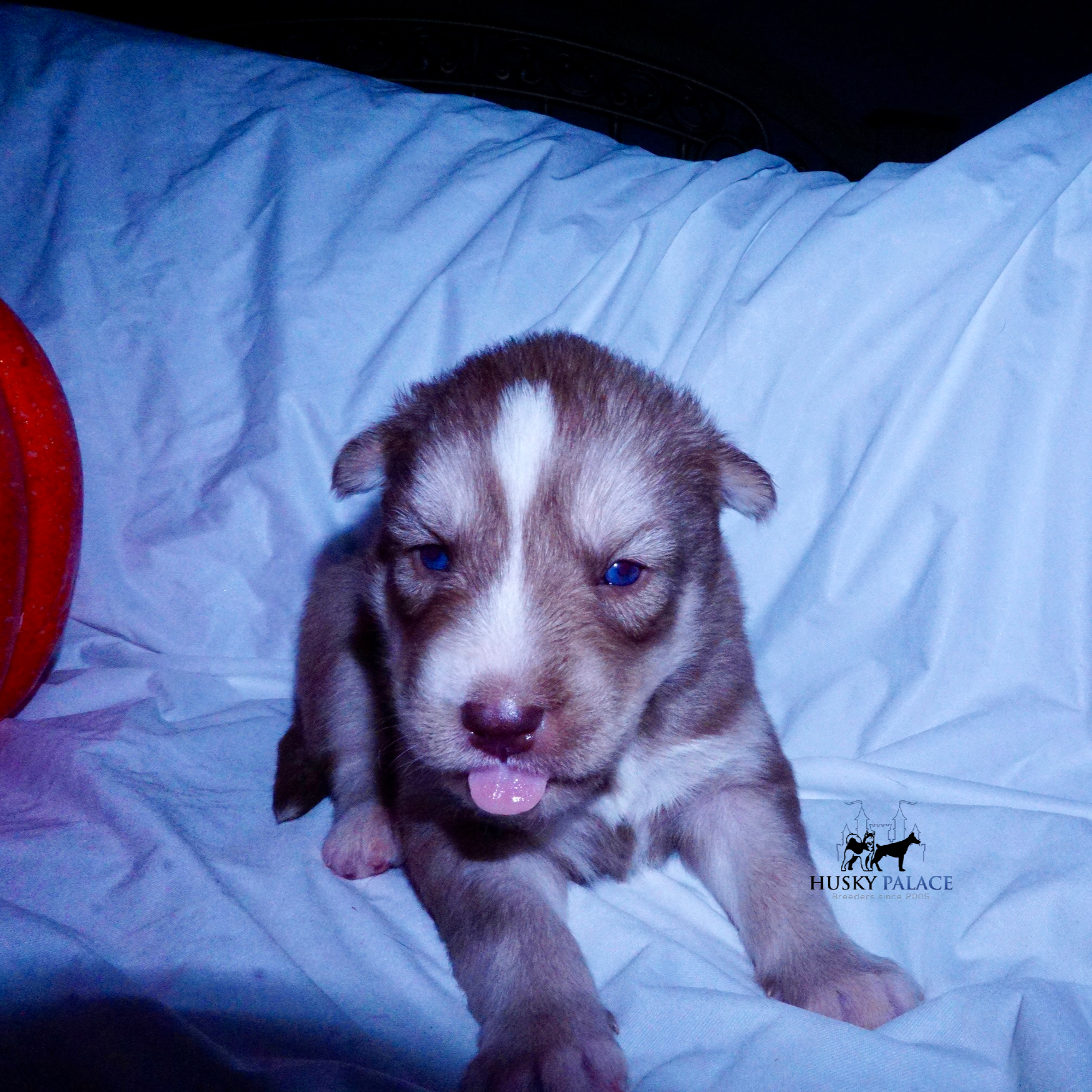 Red Female Husky spartanburg Red Female Husky