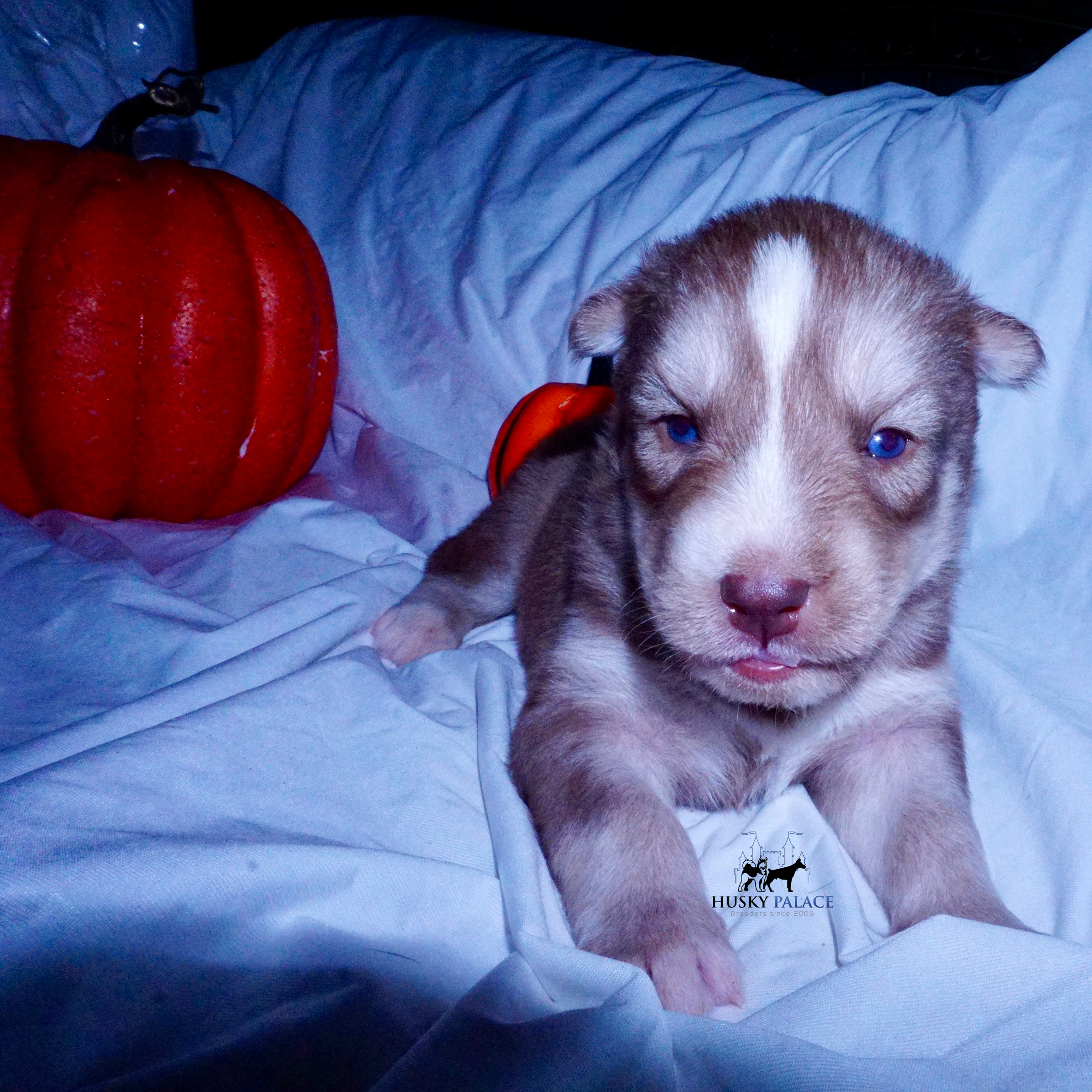 Red Female Husky taylors Red Female Husky