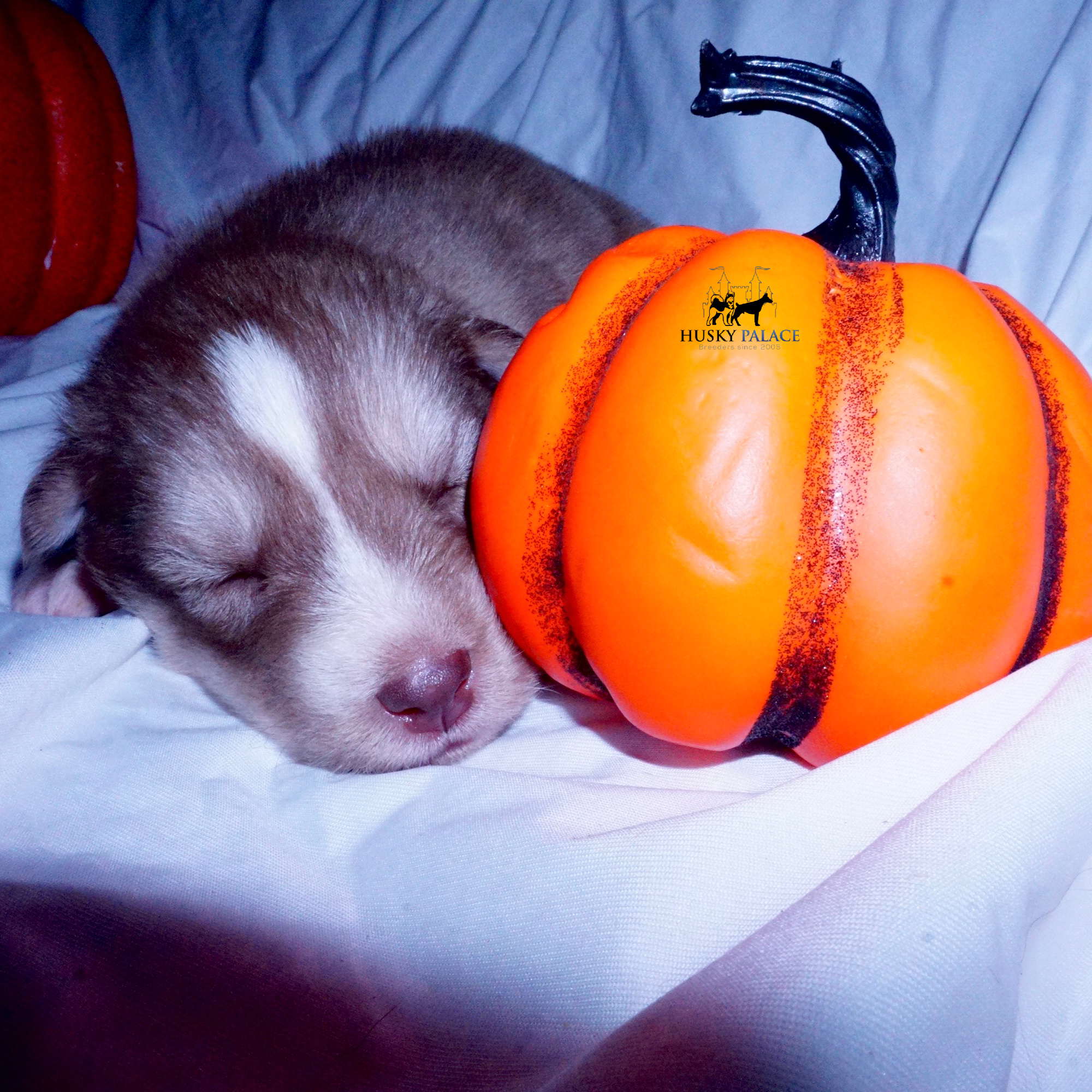 Red Female Husky wallhalla Red Female Husky