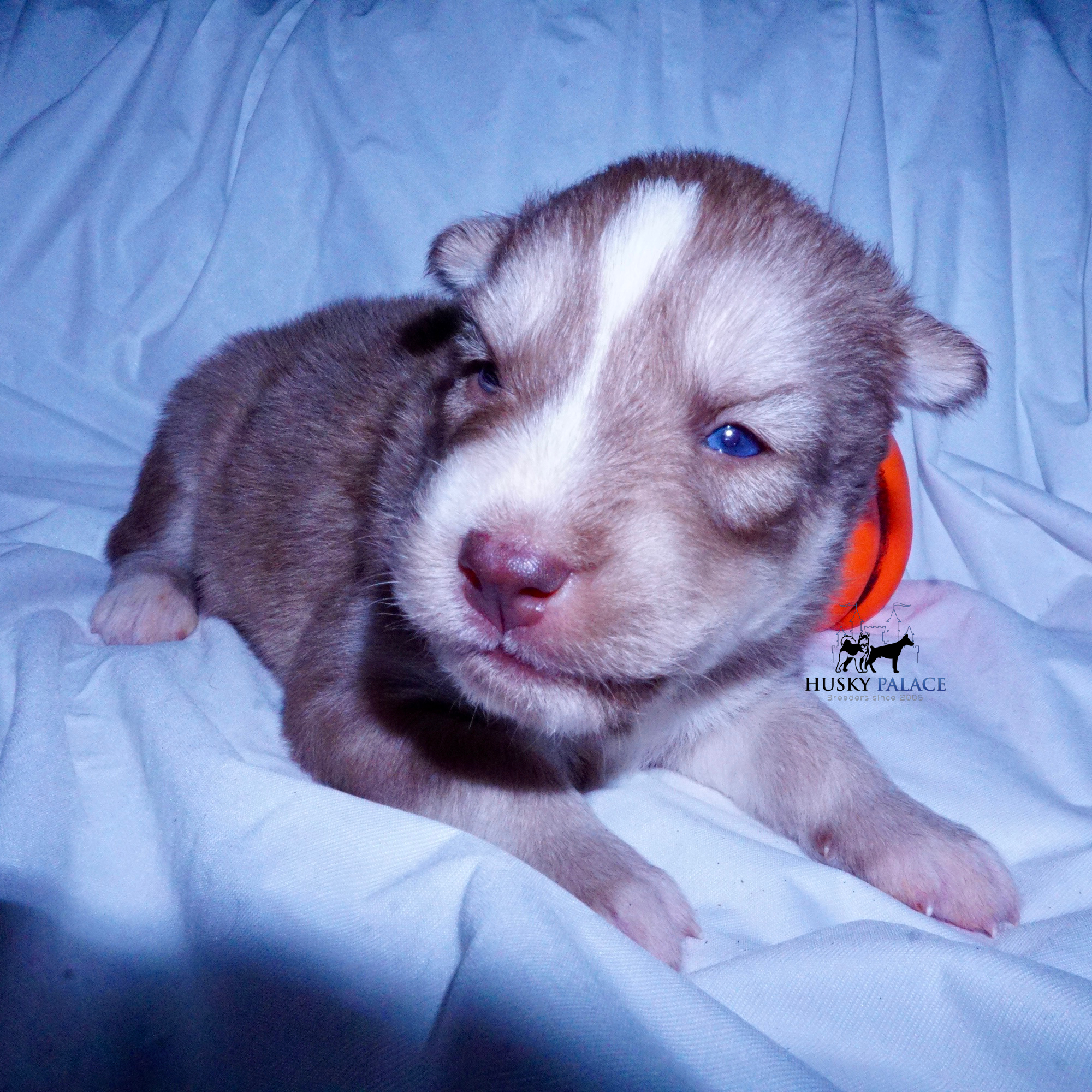 Red Female Huskybeaufort Red Female Husky