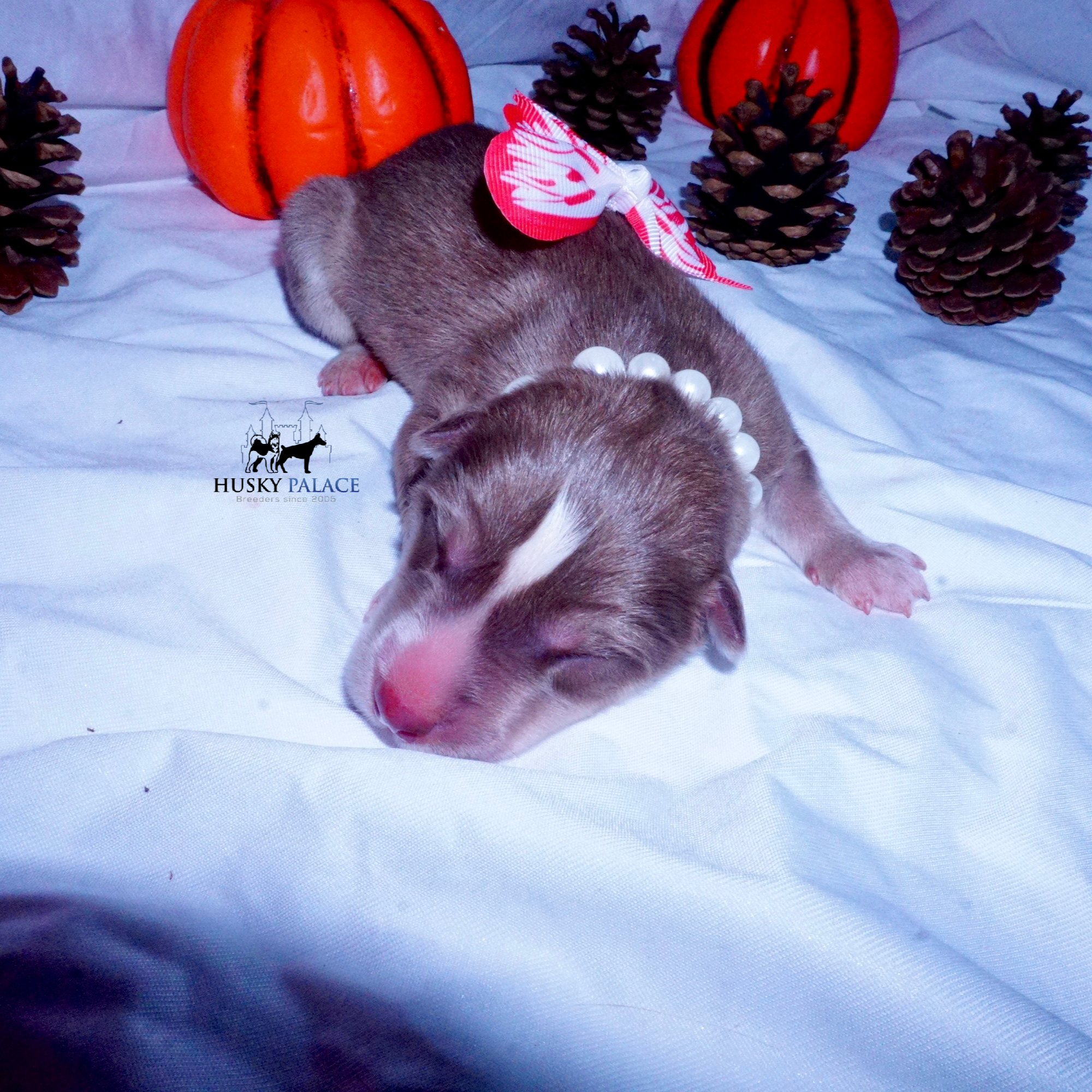 Siberian Husky Puppies For Sale