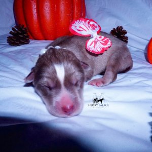 Siberian Husky Puppies For Sale