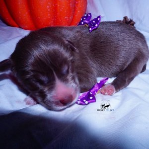 Siberian Husky Puppies For Sale