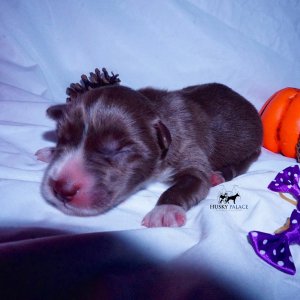 Siberian Husky Puppies For Sale