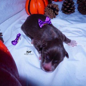 Siberian Husky Puppies For Sale