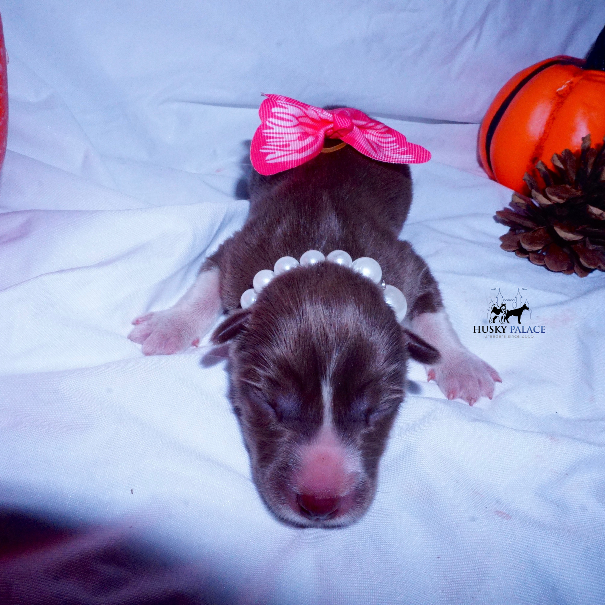 Siberian Husky Puppies For Sale