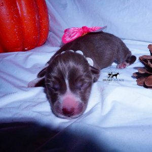 Siberian Husky Puppies For Sale