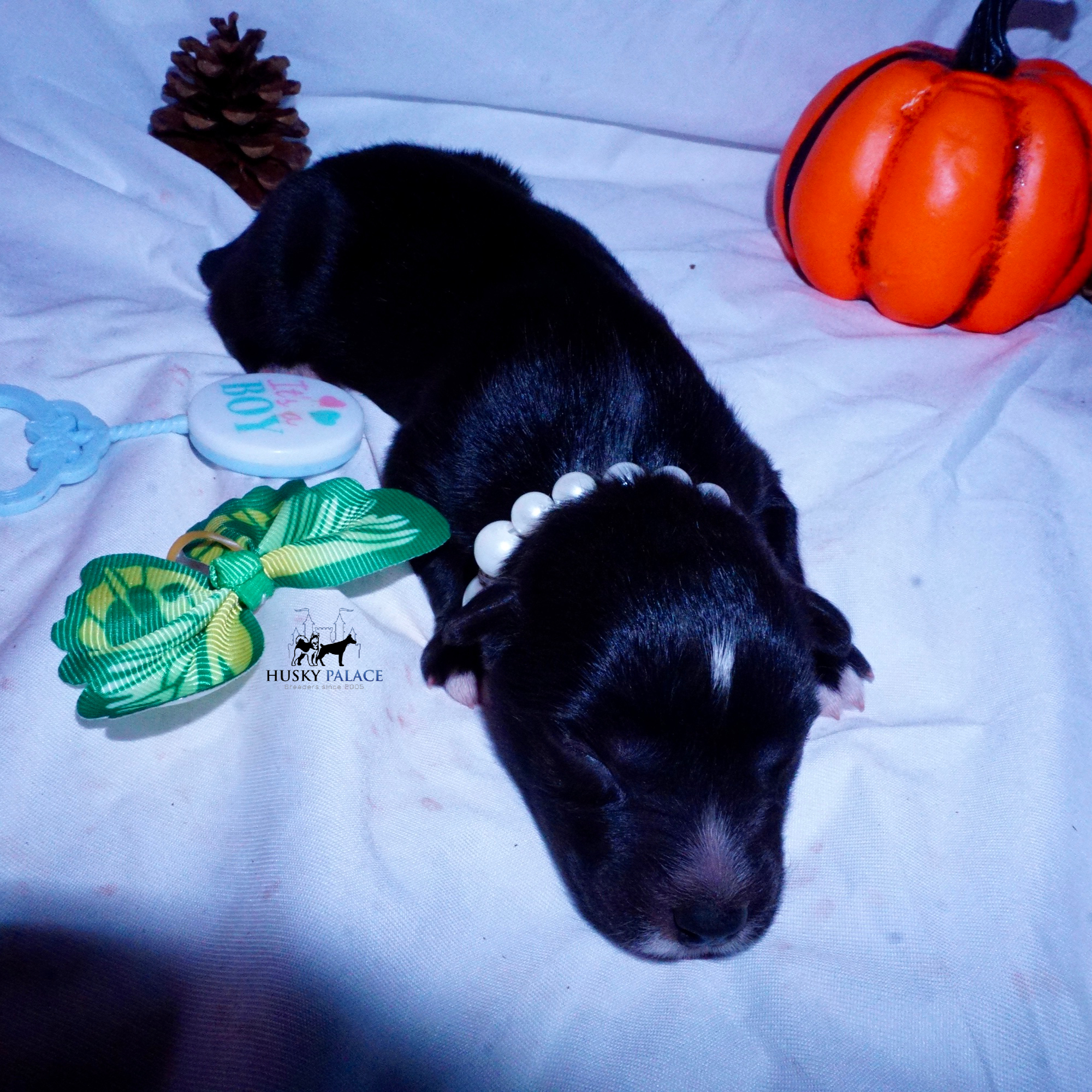 Siberian Husky Puppies For Sale
