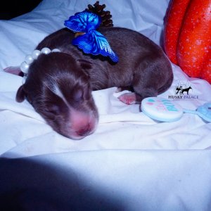 Siberian Husky Puppies For Sale