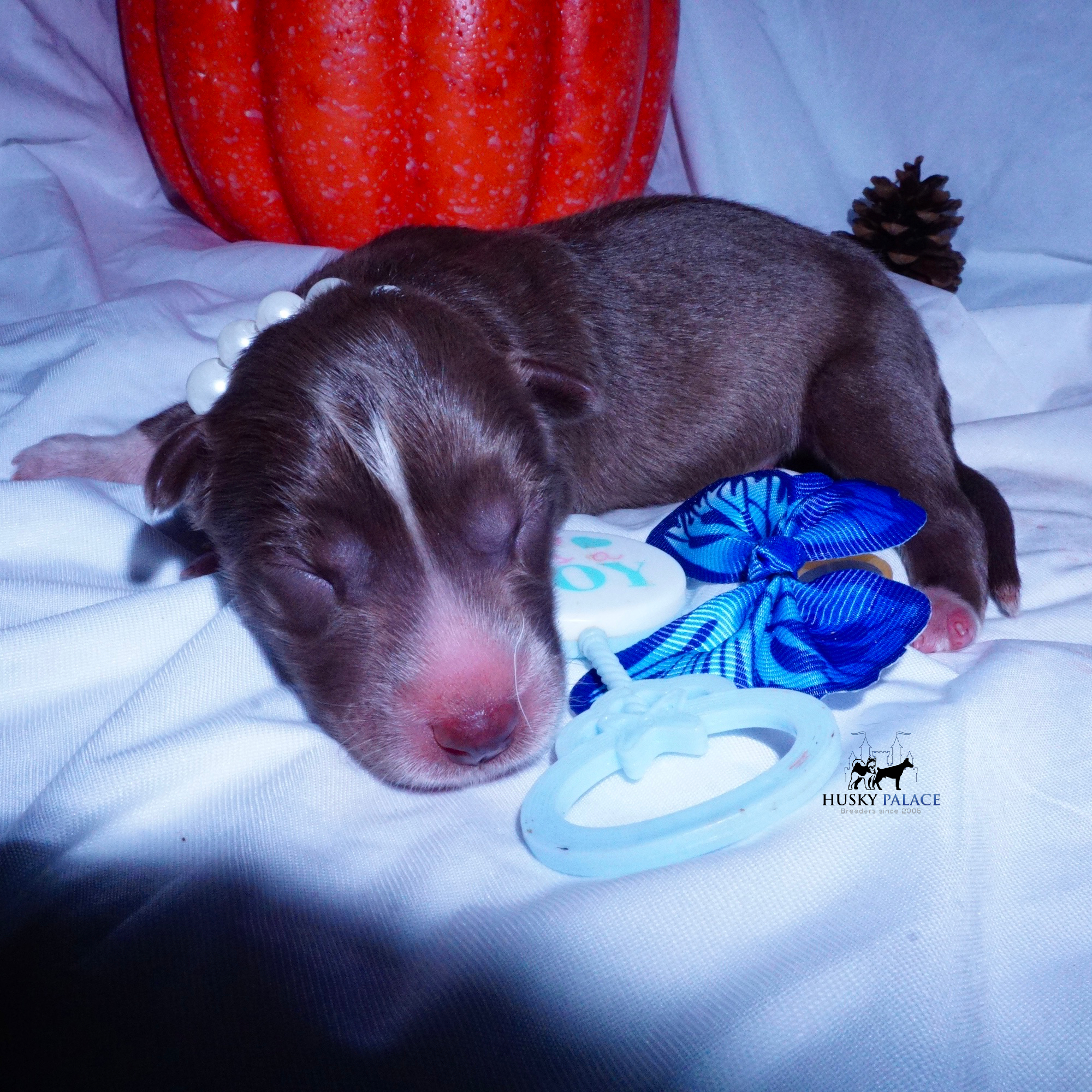 Siberian Husky Puppies For Sale
