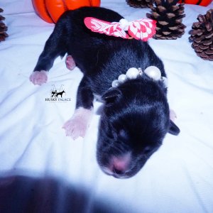 Siberian Husky Puppies For Sale