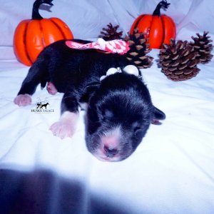 Siberian Husky Puppies For Sale