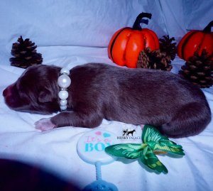 Siberian Husky Puppies For Sale