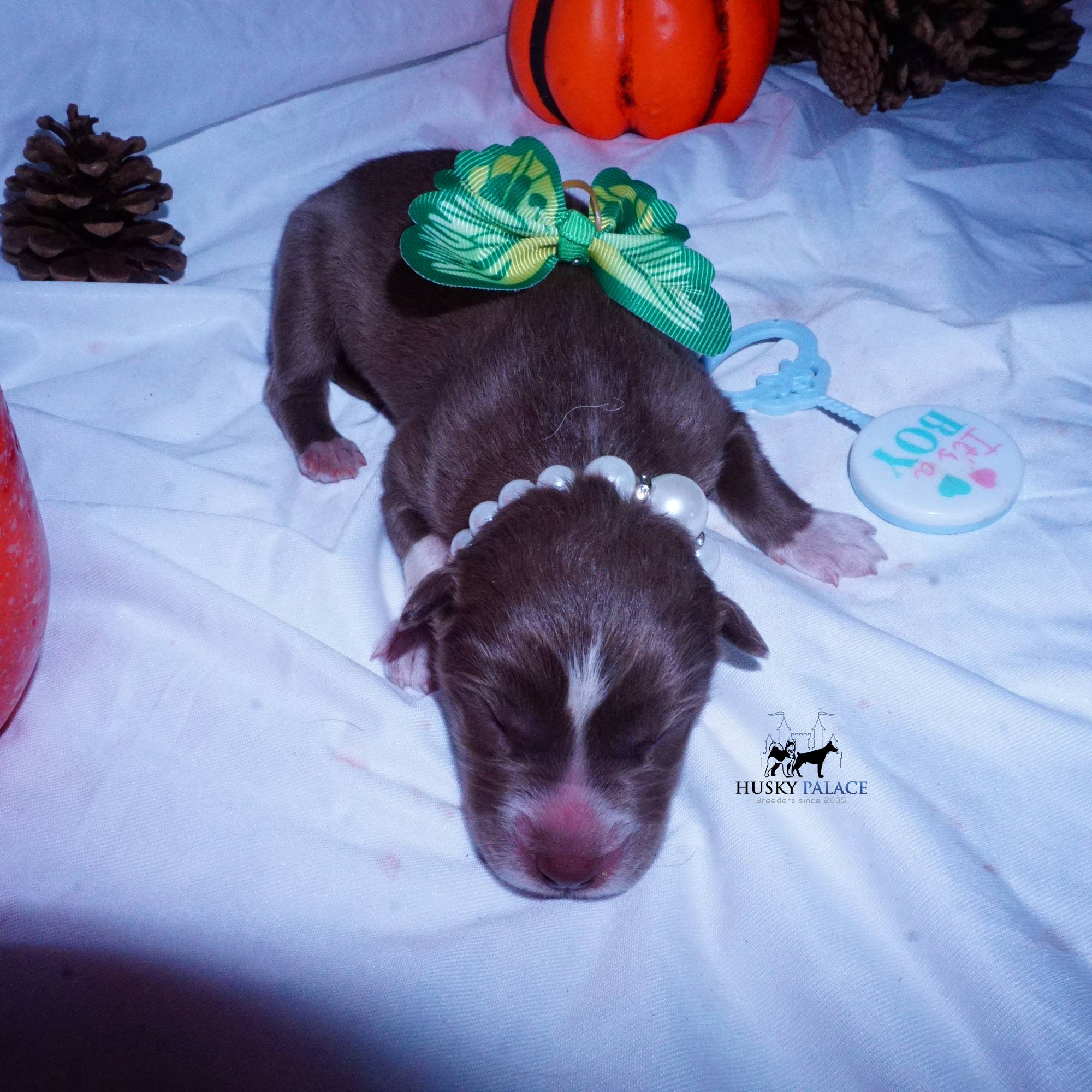 Siberian Husky Puppies For Sale