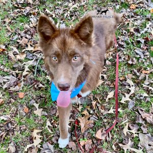 Solid Brown Husky