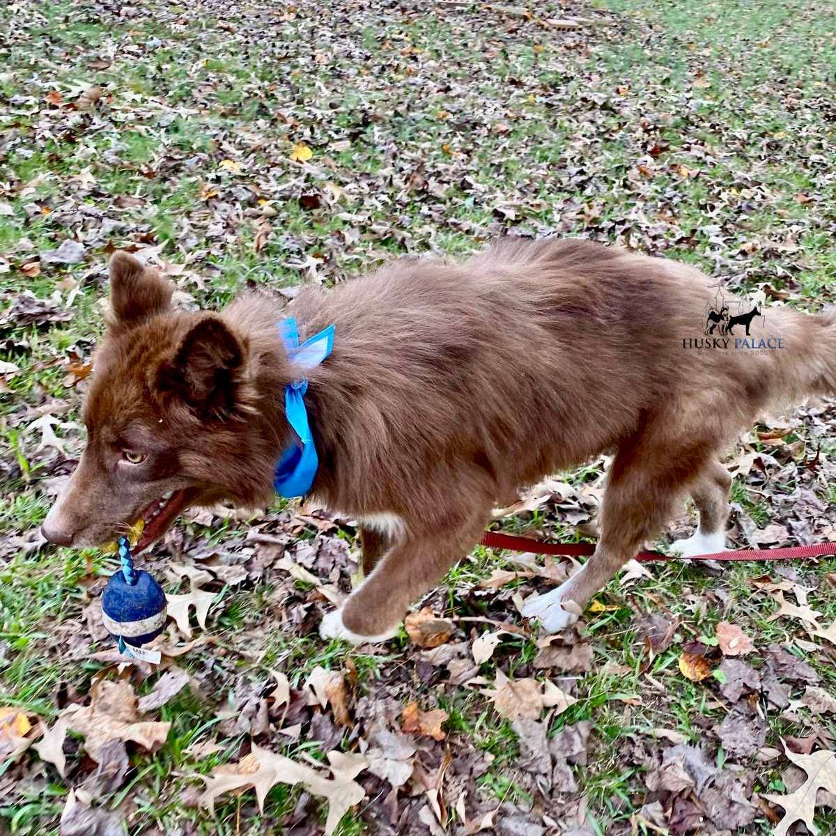 Solid Brown Husky rutledge Solid Brown Husky