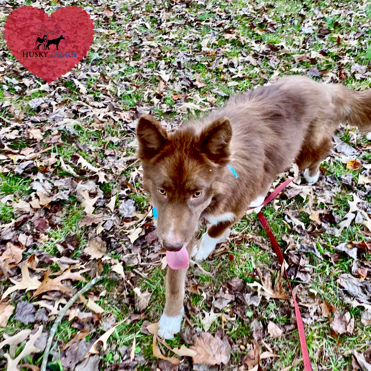 Solid Brown Husky thomasville