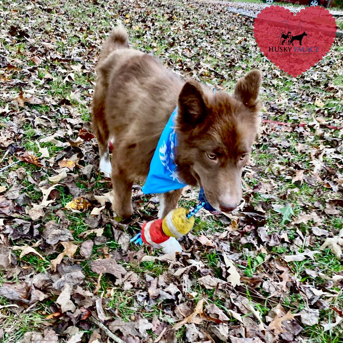 Solid Brown Husky villa rica Solid Brown Husky