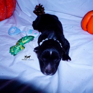 Siberian Husky Puppies For Sale