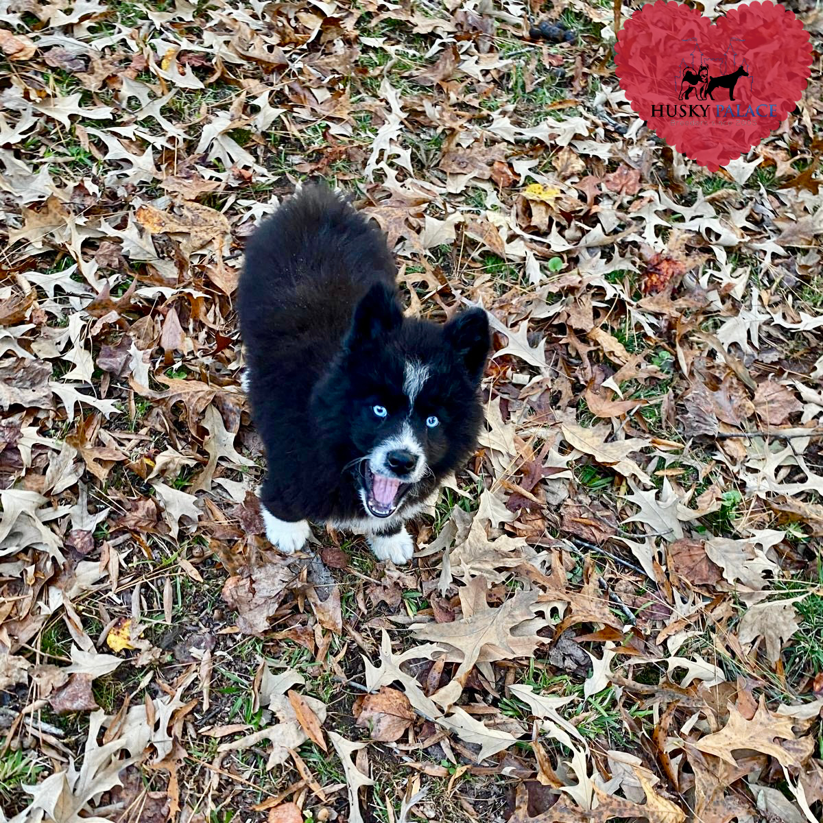 AKC Siberian Husky Puppies anderson AKC Siberian Husky Puppies