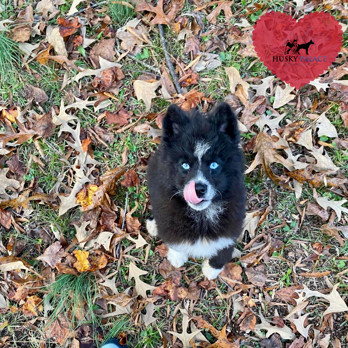 AKC Siberian Husky Puppies boiling springs AKC Siberian Husky Puppies