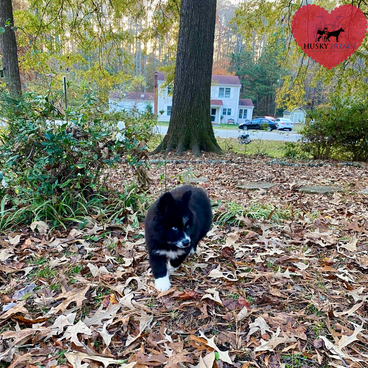 AKC Siberian Husky Puppies charleston AKC Siberian Husky Puppies