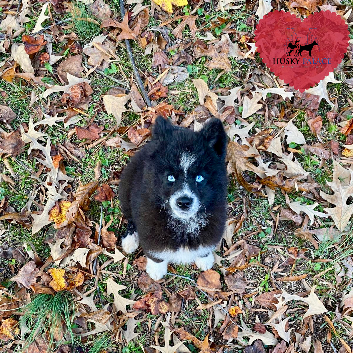 AKC Siberian Husky Puppies greenville AKC Siberian Husky Puppies