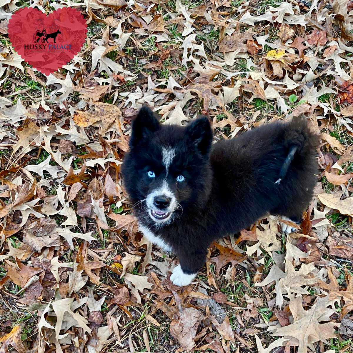 AKC Siberian Husky Puppies seneca