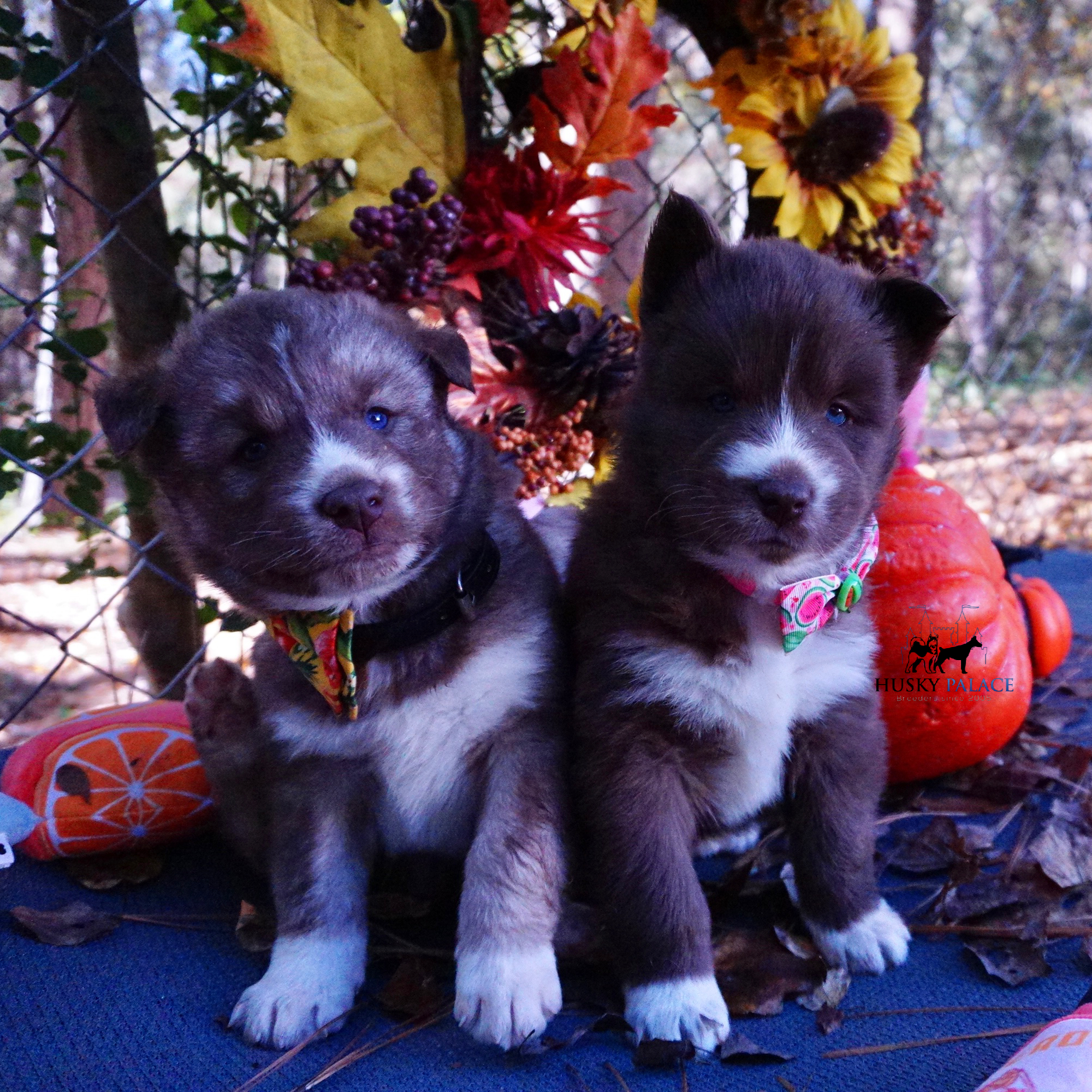 Full Breed Husky asheboro Full Breed Husky