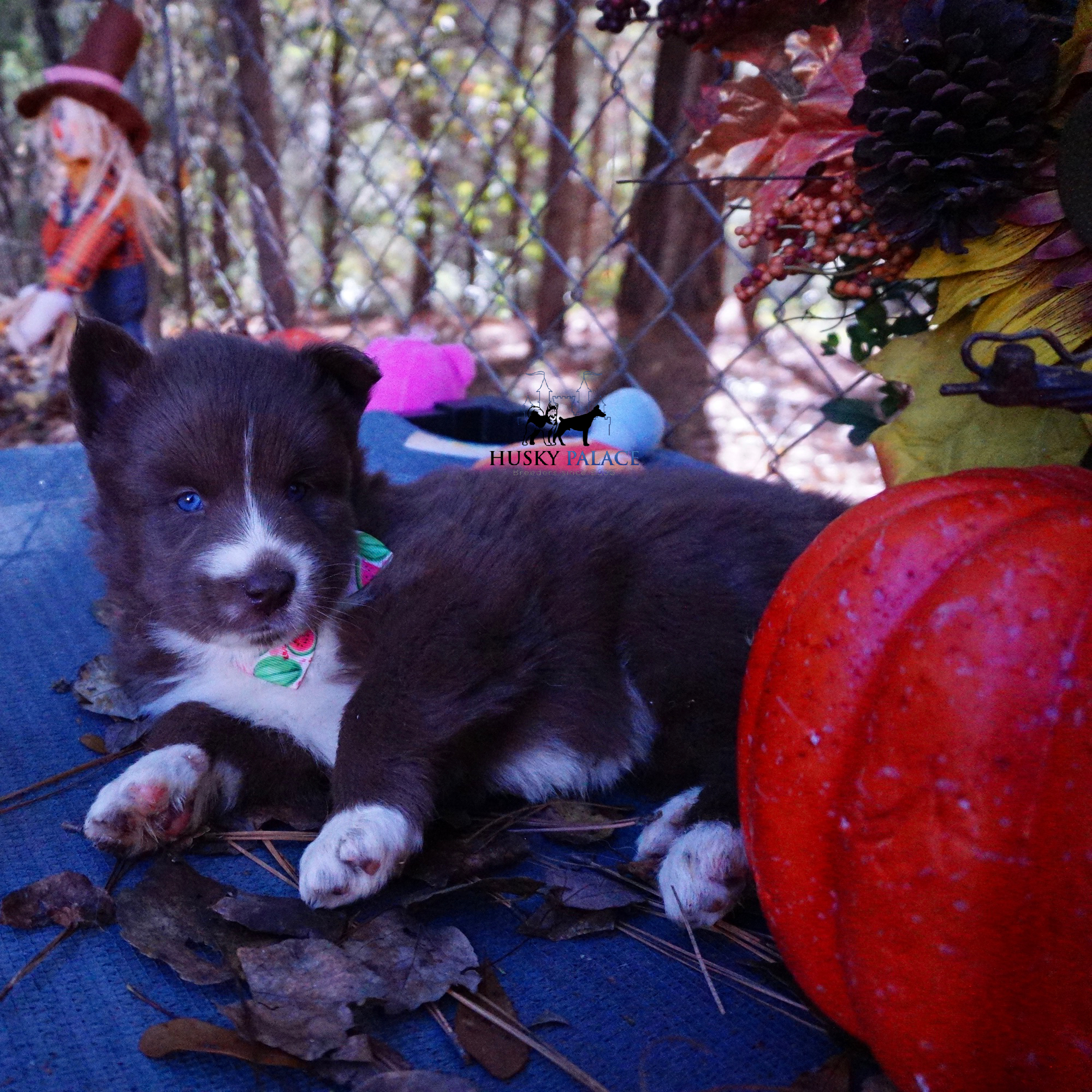 Full Breed Husky cameron Full Breed Husky