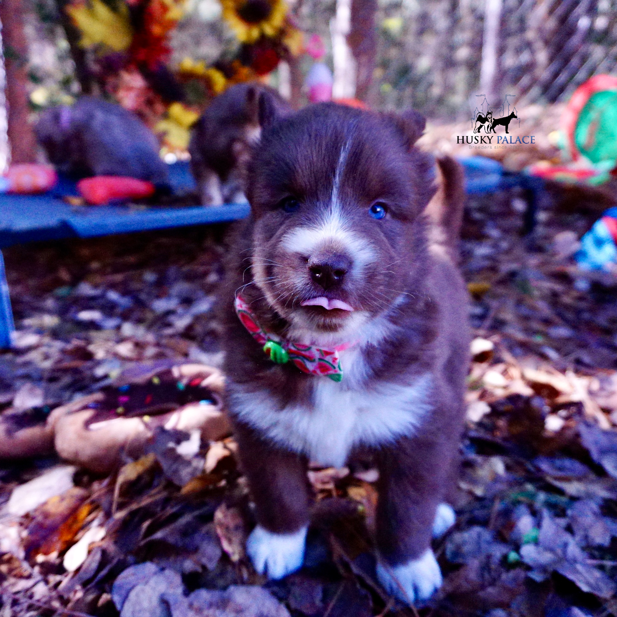 Full Breed Husky charlotte Full Breed Husky