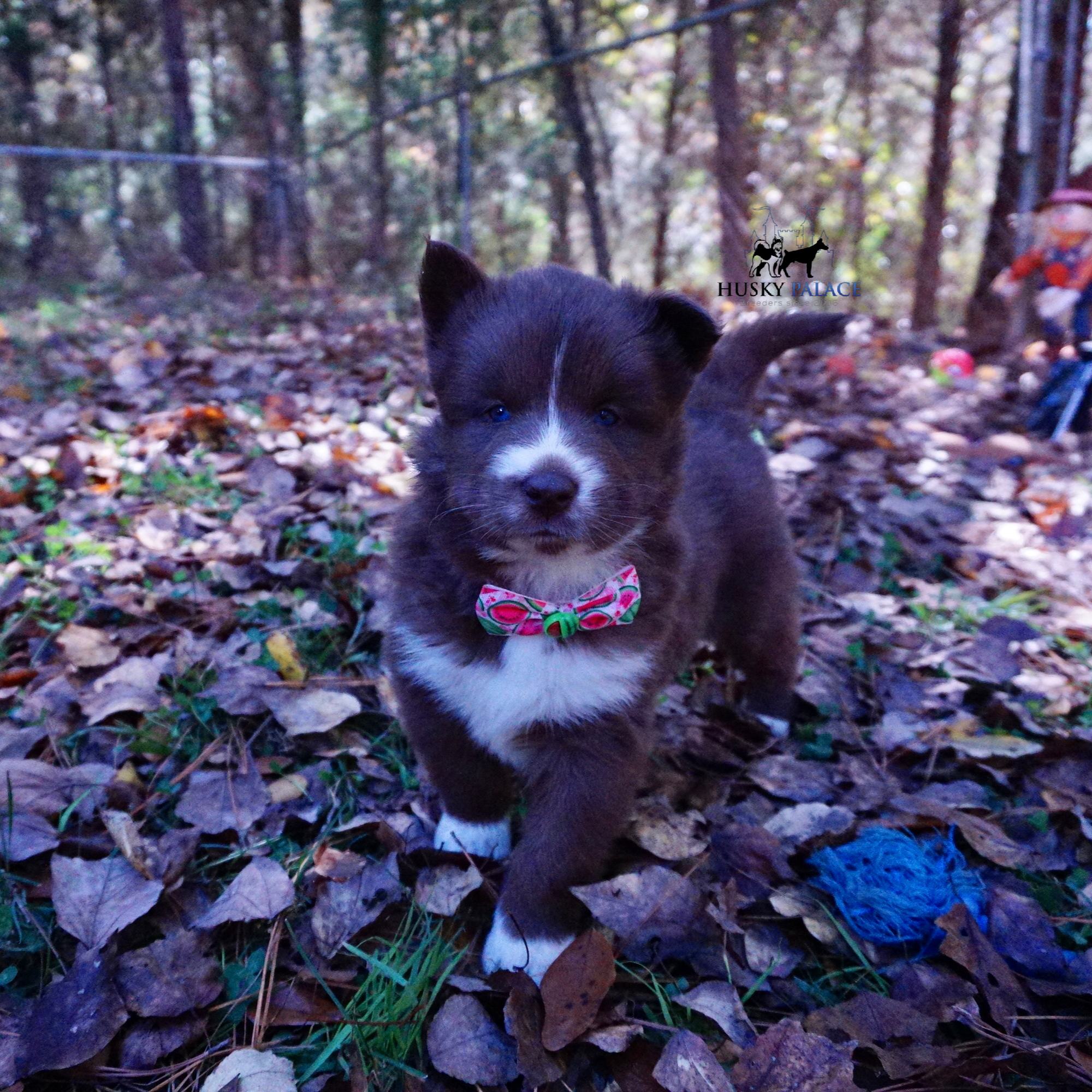 Full Breed Husky concord