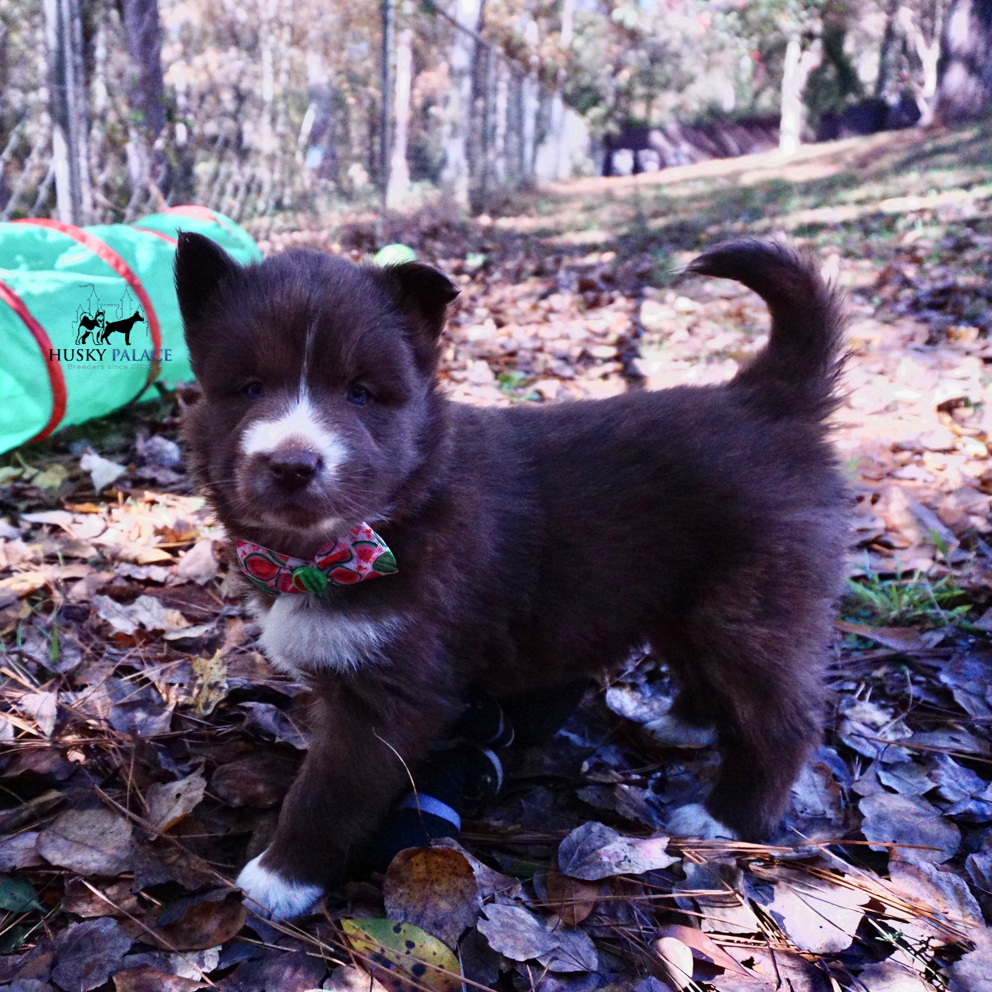 Full Breed Husky gastonia Full Breed Husky