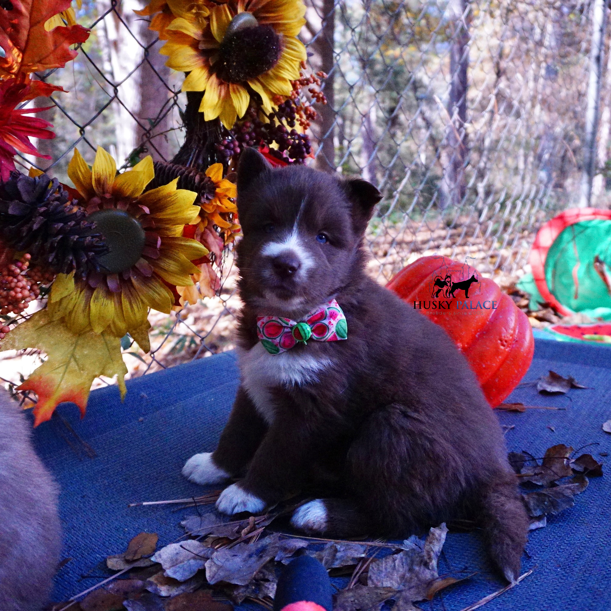 Full Breed Husky greensboro Full Breed Husky