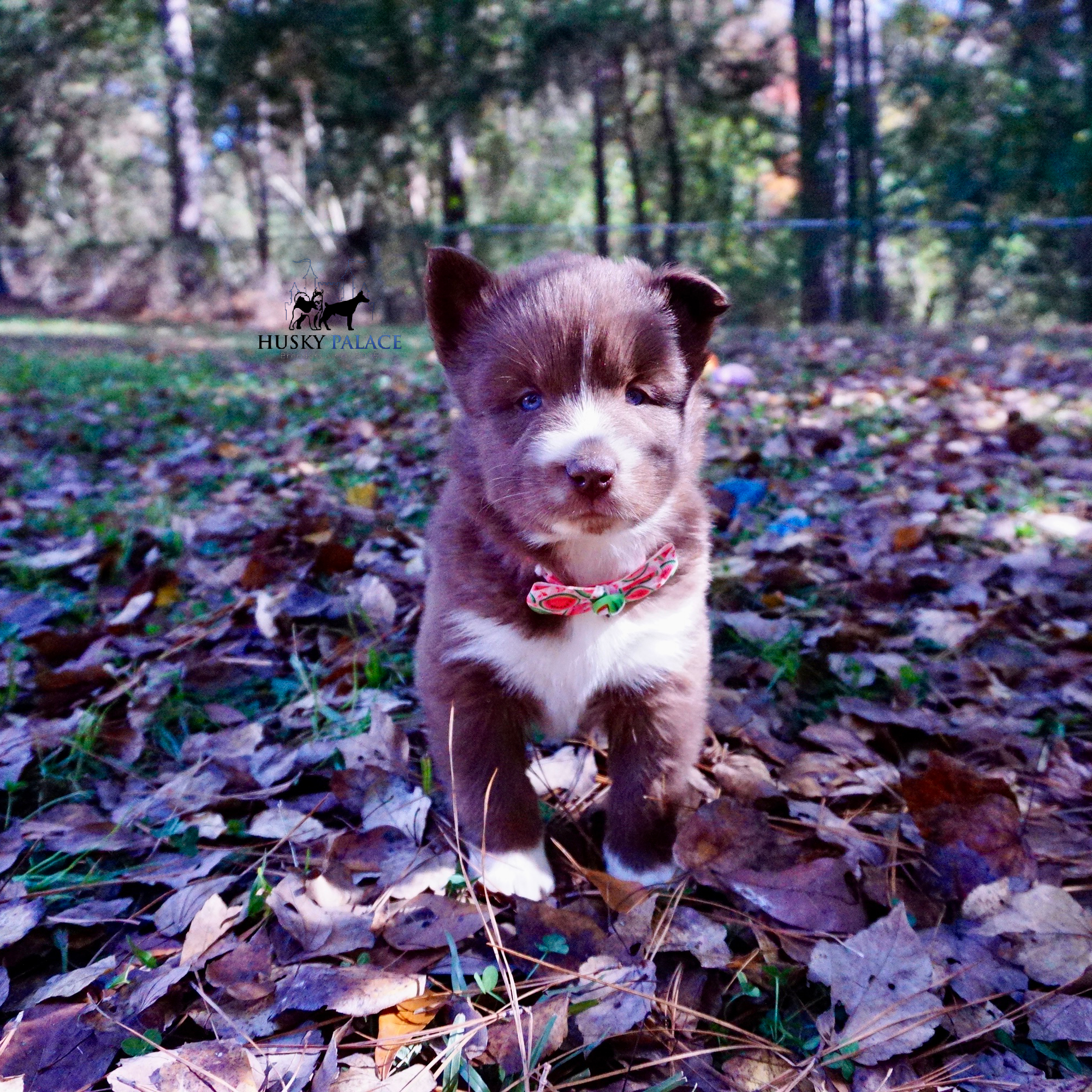 Full Breed Husky kannapolis Full Breed Husky