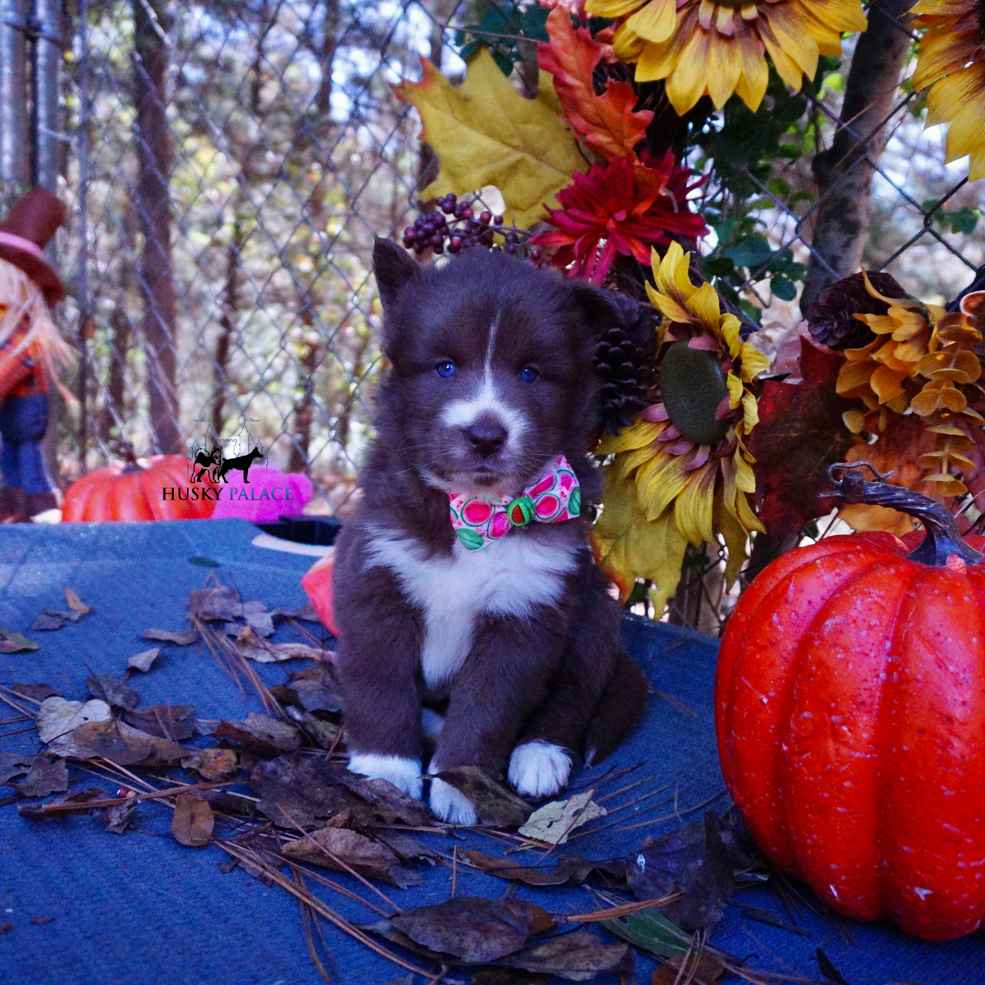 Full Breed Husky mint hill