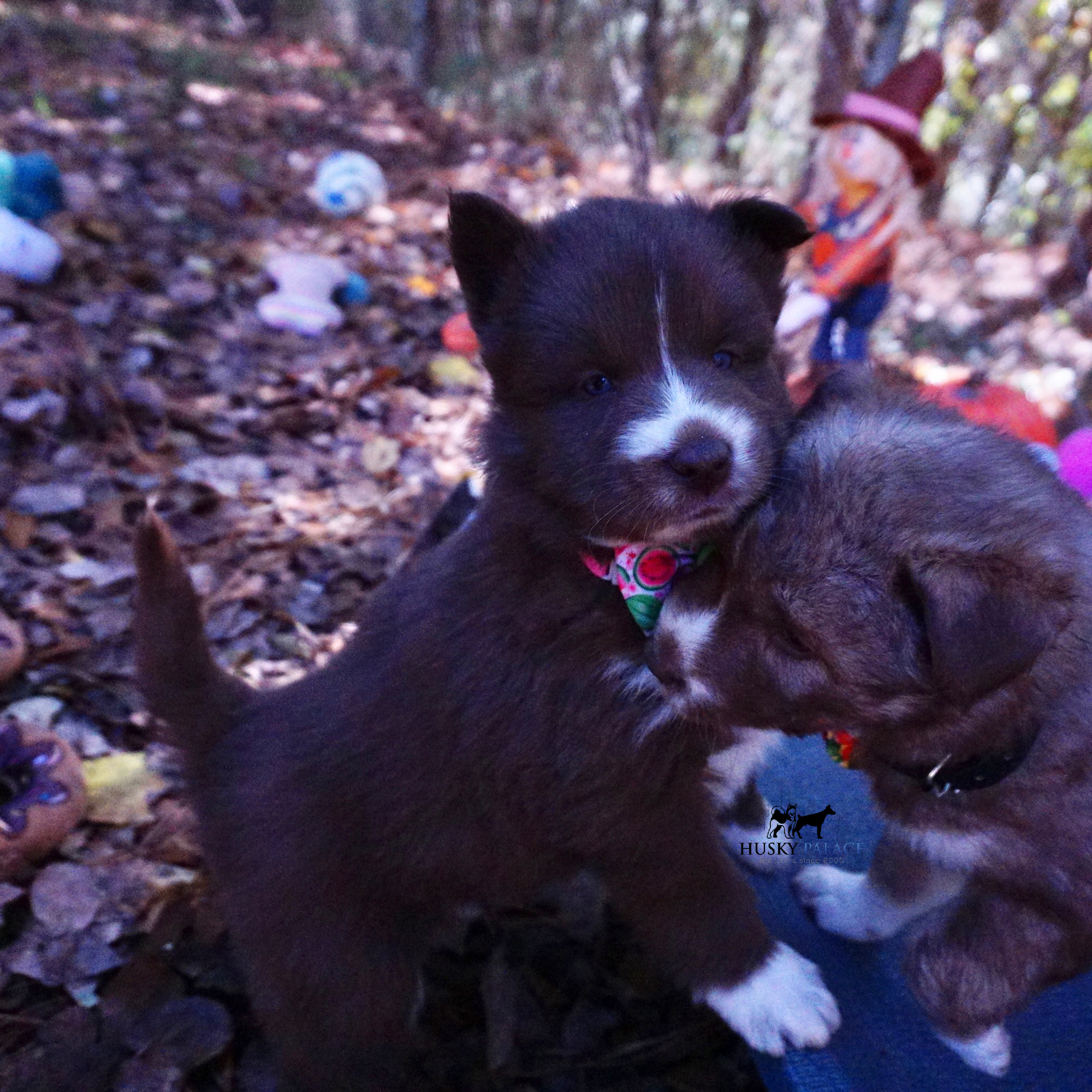 Full Breed Husky monroe