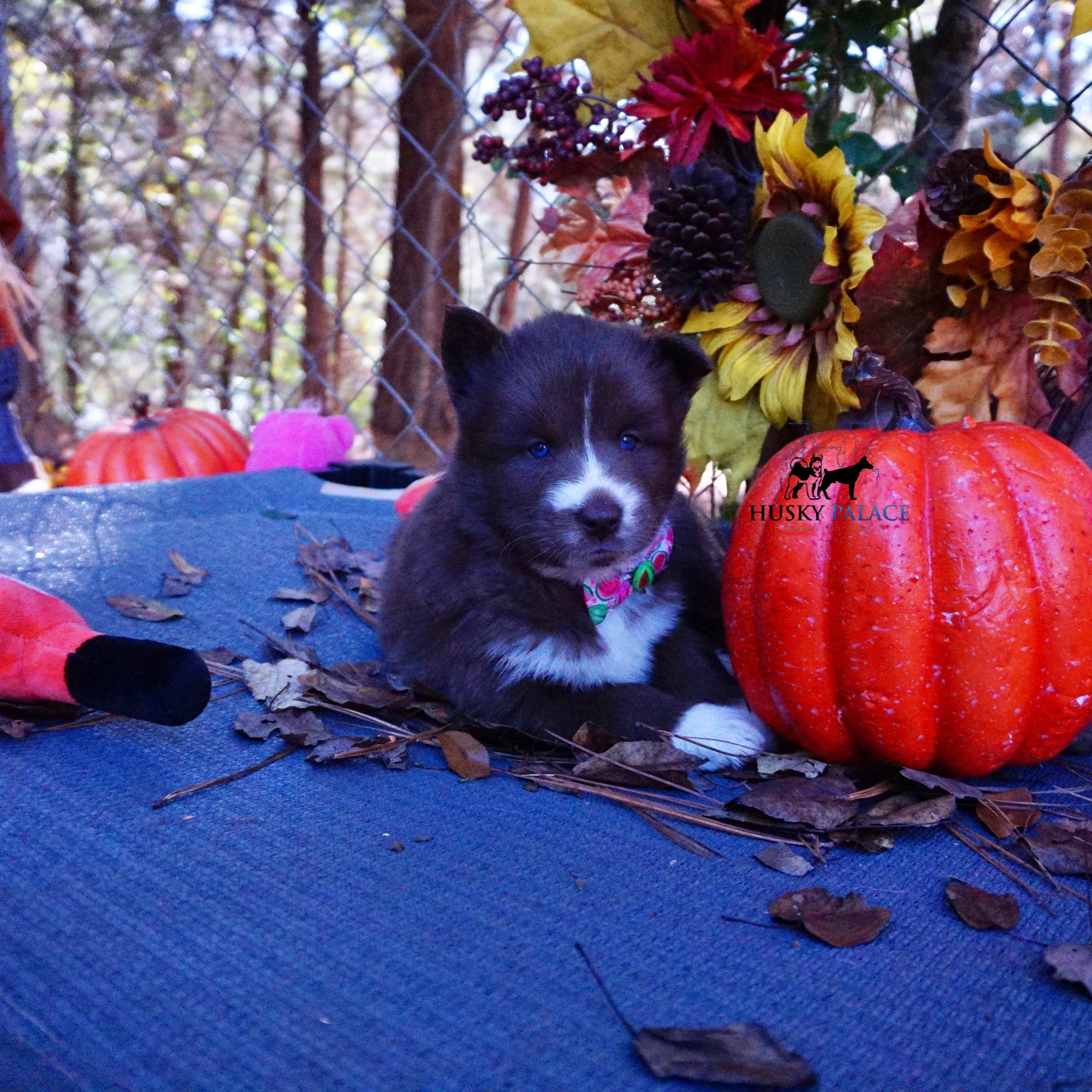 Full Breed Husky sanford