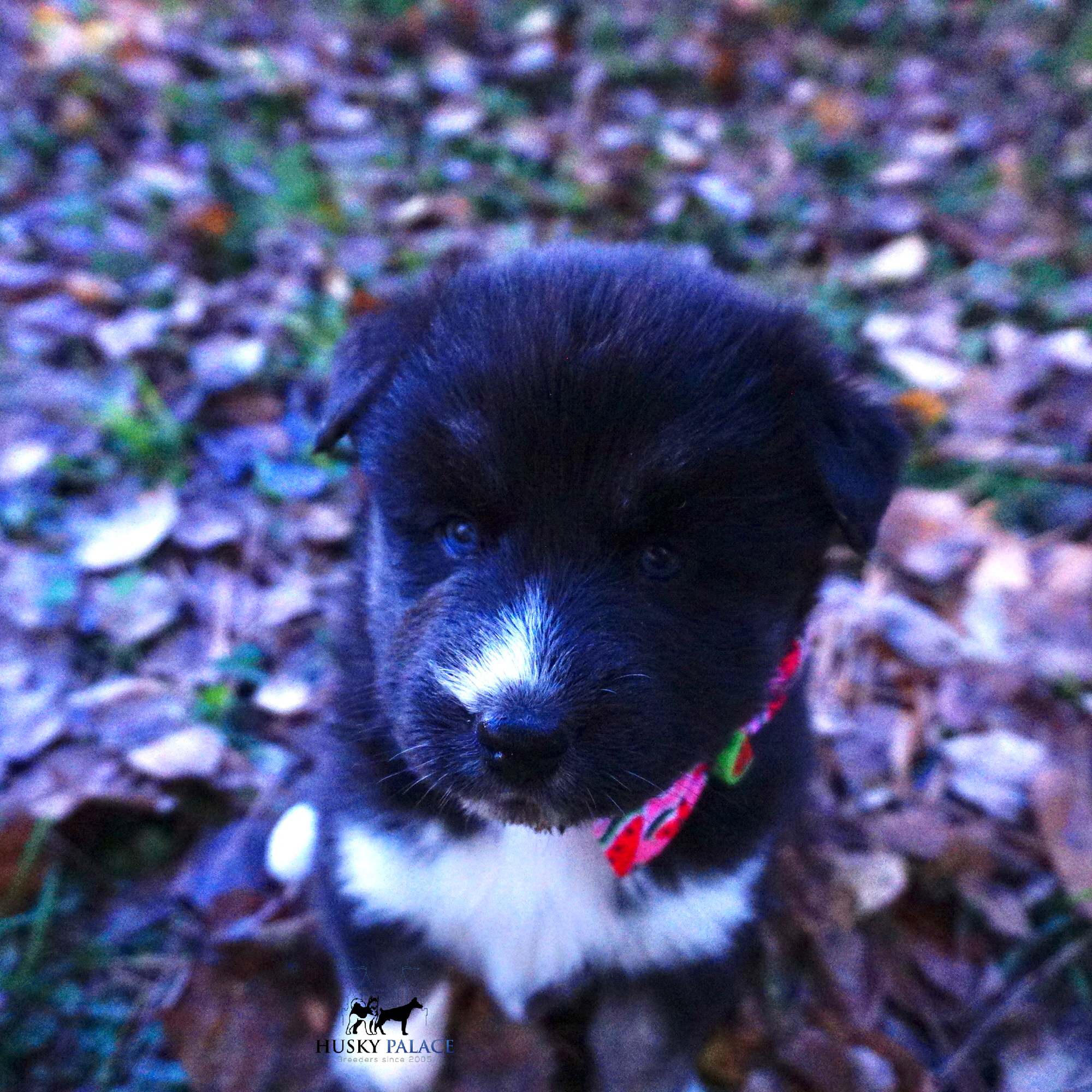 Husky Dog Breeders asheboro Husky Dog Breeders