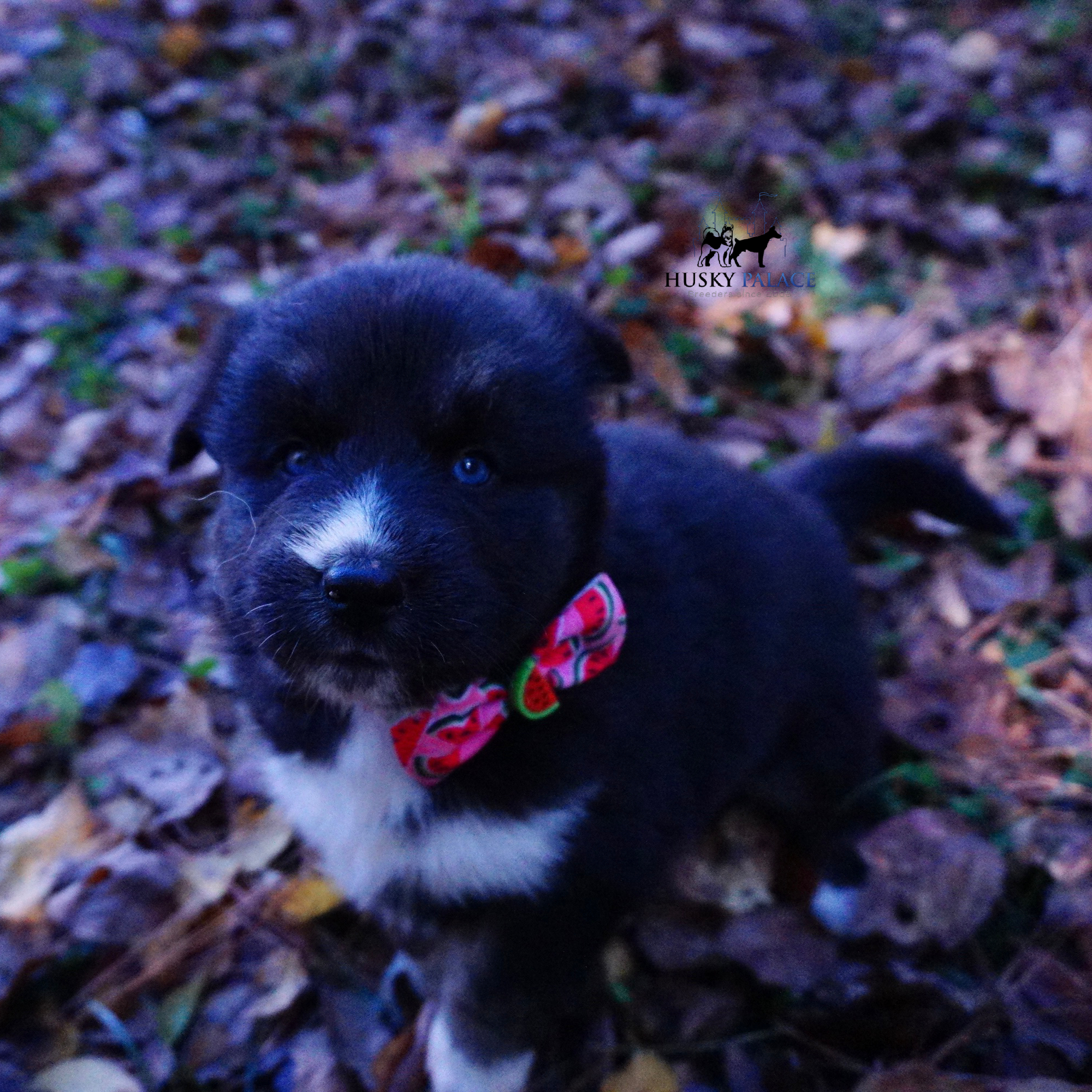 Husky Dog Breeders cameron Husky Dog Breeders