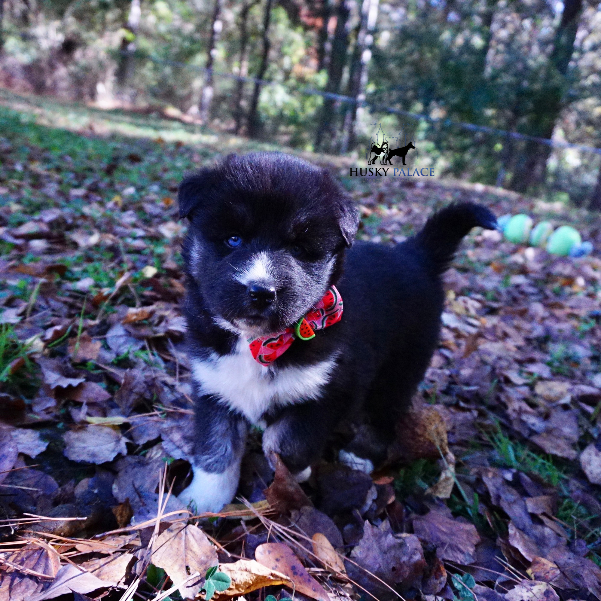 Husky Dog Breeders charlotte Husky Dog Breeders