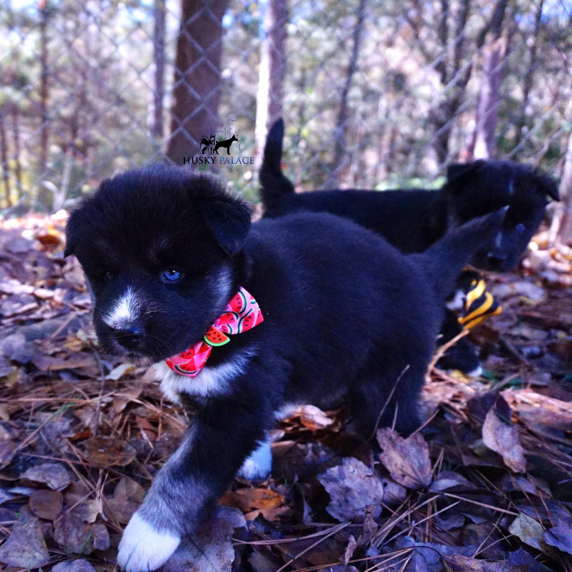 Husky Dog Breeders gastonia Husky Dog Breeders