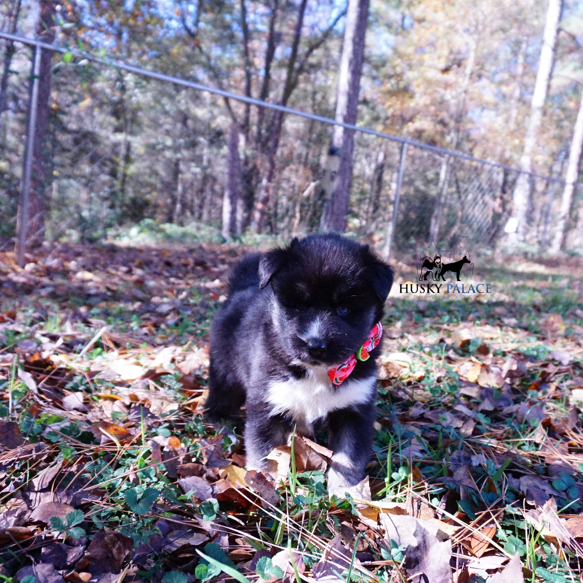 Husky Dog Breeders greensboro Husky Dog Breeders