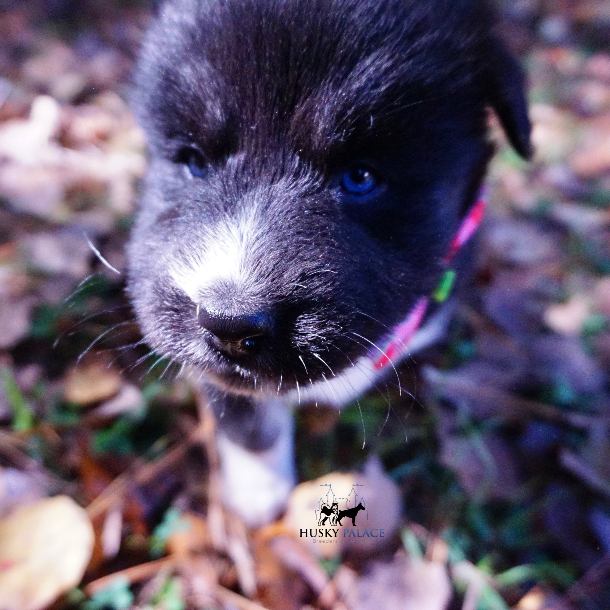 Husky Dog Breeders hudson Husky Dog Breeders