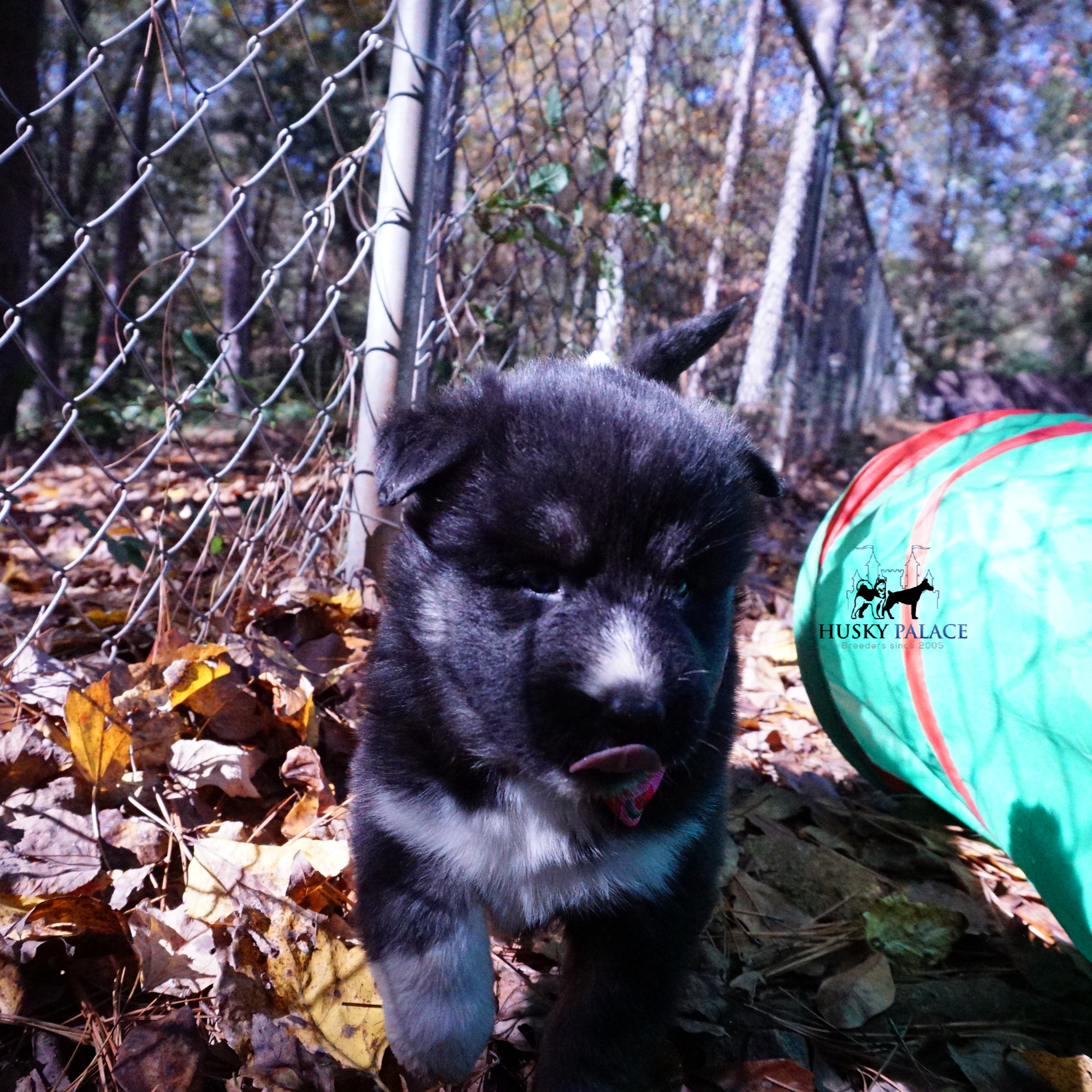 Husky Dog Breeders iron station Husky Dog Breeders