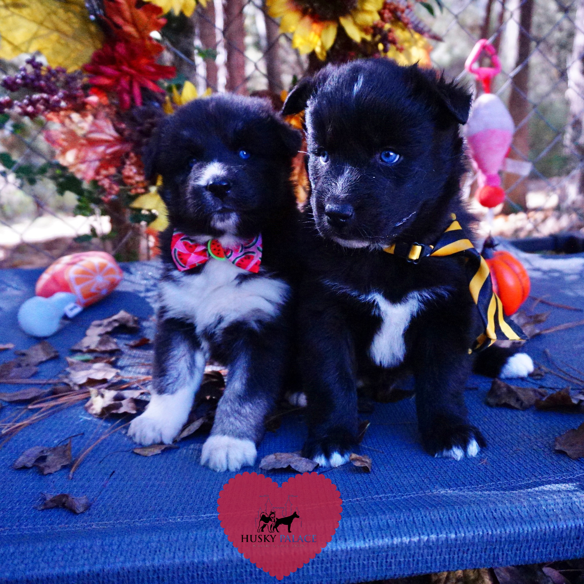 Husky Dog Breeders kings mountain Husky Dog Breeders