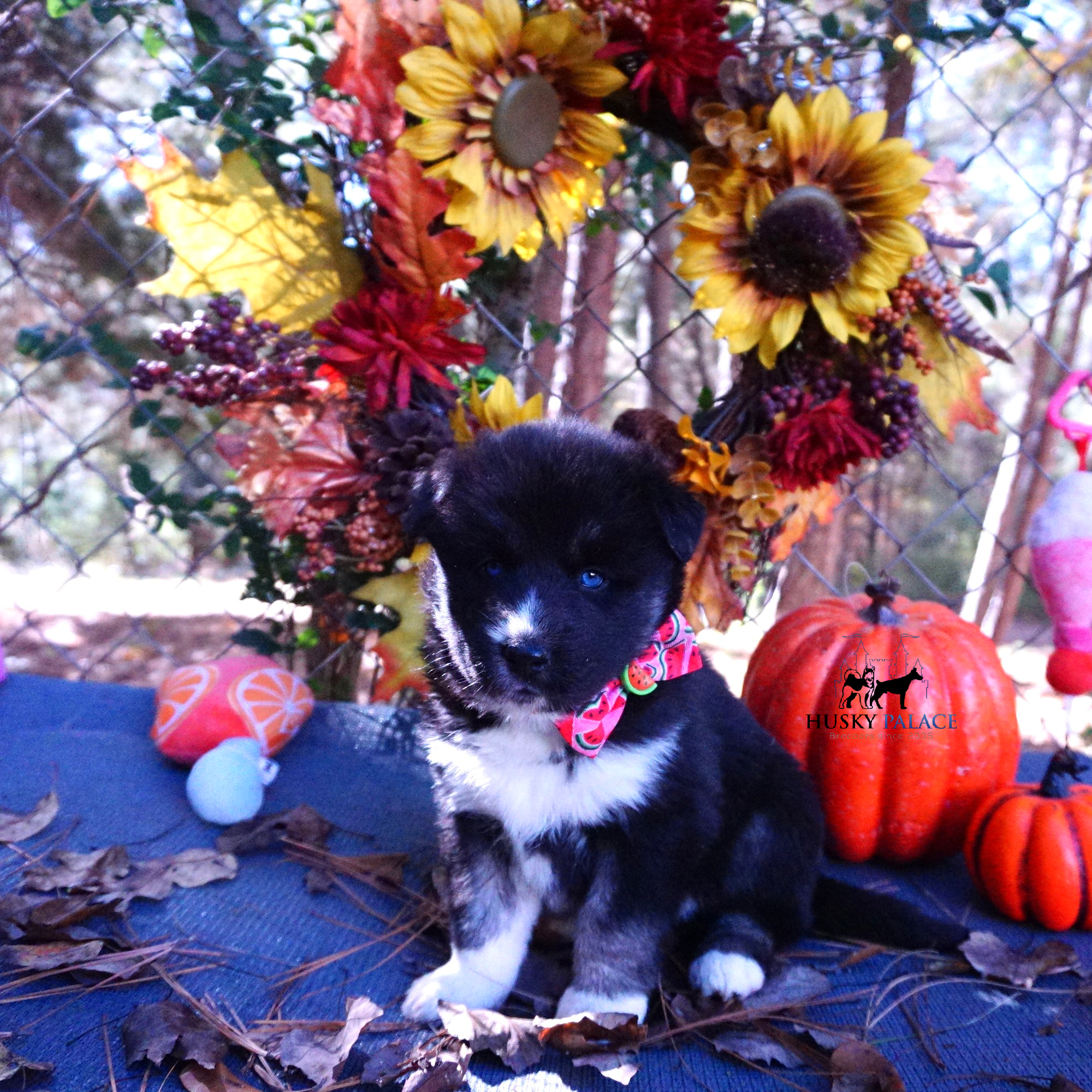 Husky Dog Breeders mint hill Husky Dog Breeders