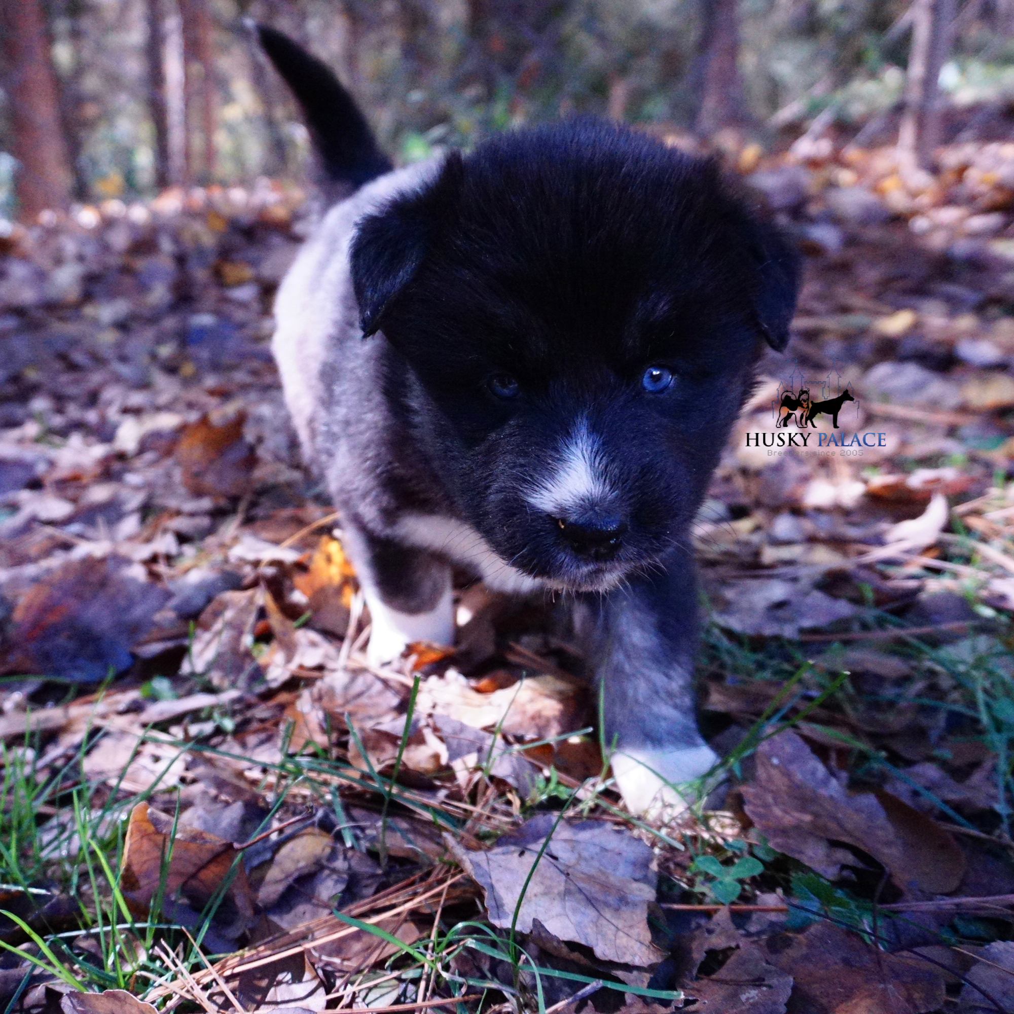 Husky Dog Breeders raleligh Husky Dog Breeders